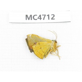 Moths sp. China,  SE of Guizhou, Mt.Leigongshan. 1Pcs. MC4712.