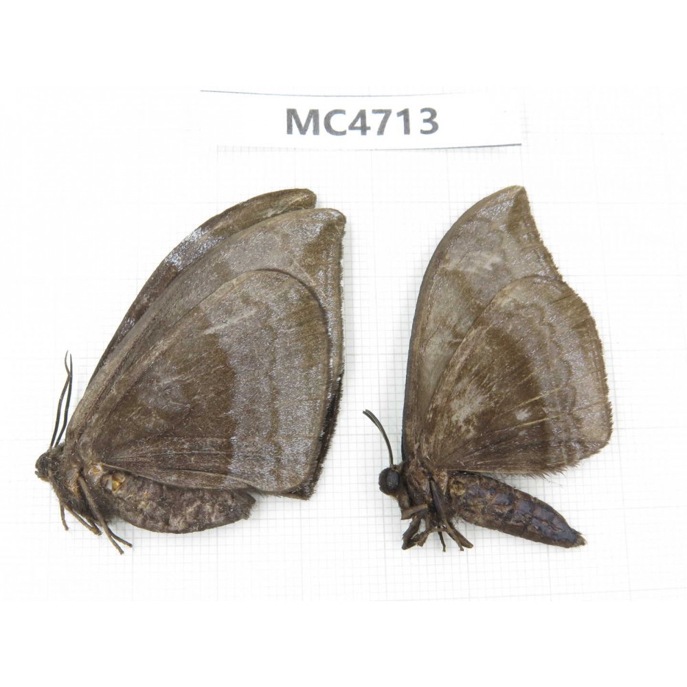 Noctuidae sp. China, SE of Guizhou, Mt.Leigongshan. 2Pcs. MC4713.