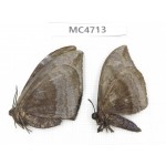 Noctuidae sp. China, SE of Guizhou, Mt.Leigongshan. 2Pcs. MC4713.
