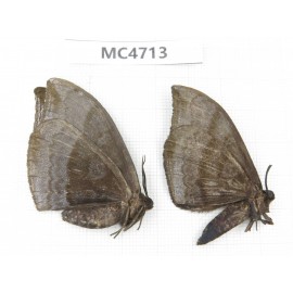 Noctuidae sp. China, SE of Guizhou, Mt.Leigongshan. 2Pcs. MC4713.