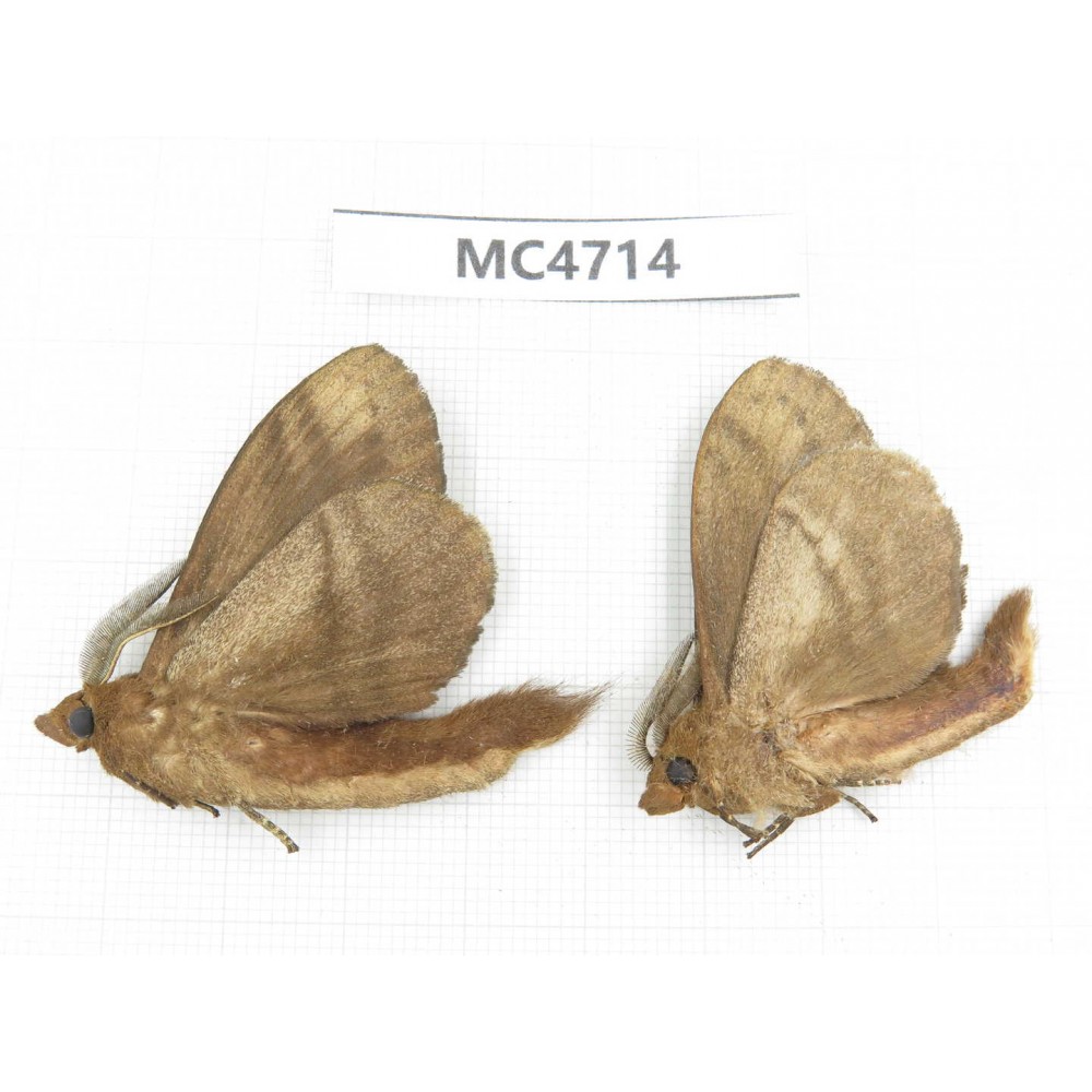 Moths sp. China,  SE of Guizhou, Mt.Leigongshan. 2Pcs. MC4714.