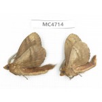 Moths sp. China,  SE of Guizhou, Mt.Leigongshan. 2Pcs. MC4714.