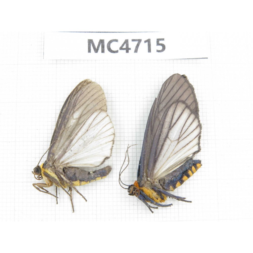 Moths sp. China,  SE of Guizhou, Mt.Leigongshan. 2Pcs. MC4715.