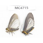 Moths sp. China,  SE of Guizhou, Mt.Leigongshan. 2Pcs. MC4715.