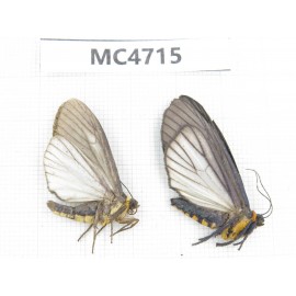 Moths sp. China,  SE of Guizhou, Mt.Leigongshan. 2Pcs. MC4715.