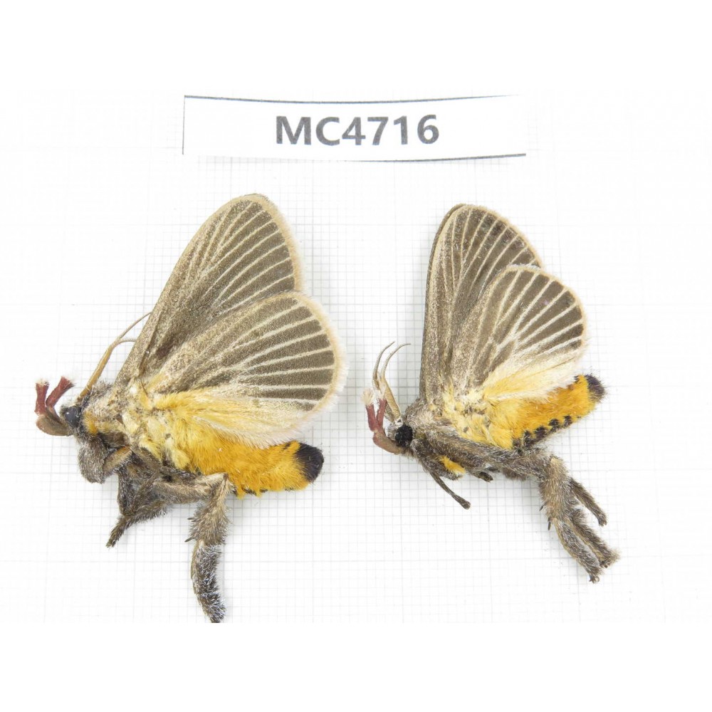 Moths sp. China,  SE of Guizhou, Mt.Leigongshan. 2Pcs. MC4716.