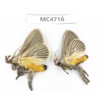 Moths sp. China,  SE of Guizhou, Mt.Leigongshan. 2Pcs. MC4716.