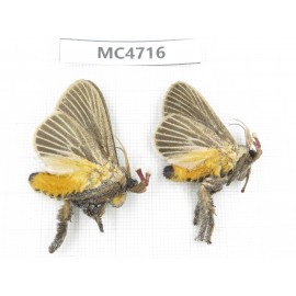 Moths sp. China,  SE of Guizhou, Mt.Leigongshan. 2Pcs. MC4716.