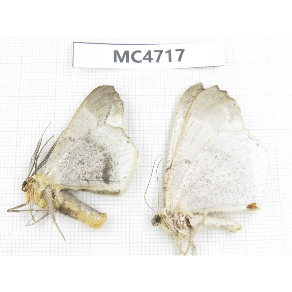 Moths sp. China,  SE of Guizhou, Mt.Leigongshan. 2Pcs. MC4717.