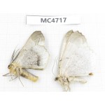 Moths sp. China,  SE of Guizhou, Mt.Leigongshan. 2Pcs. MC4717.