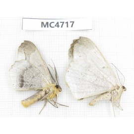 Moths sp. China,  SE of Guizhou, Mt.Leigongshan. 2Pcs. MC4717.