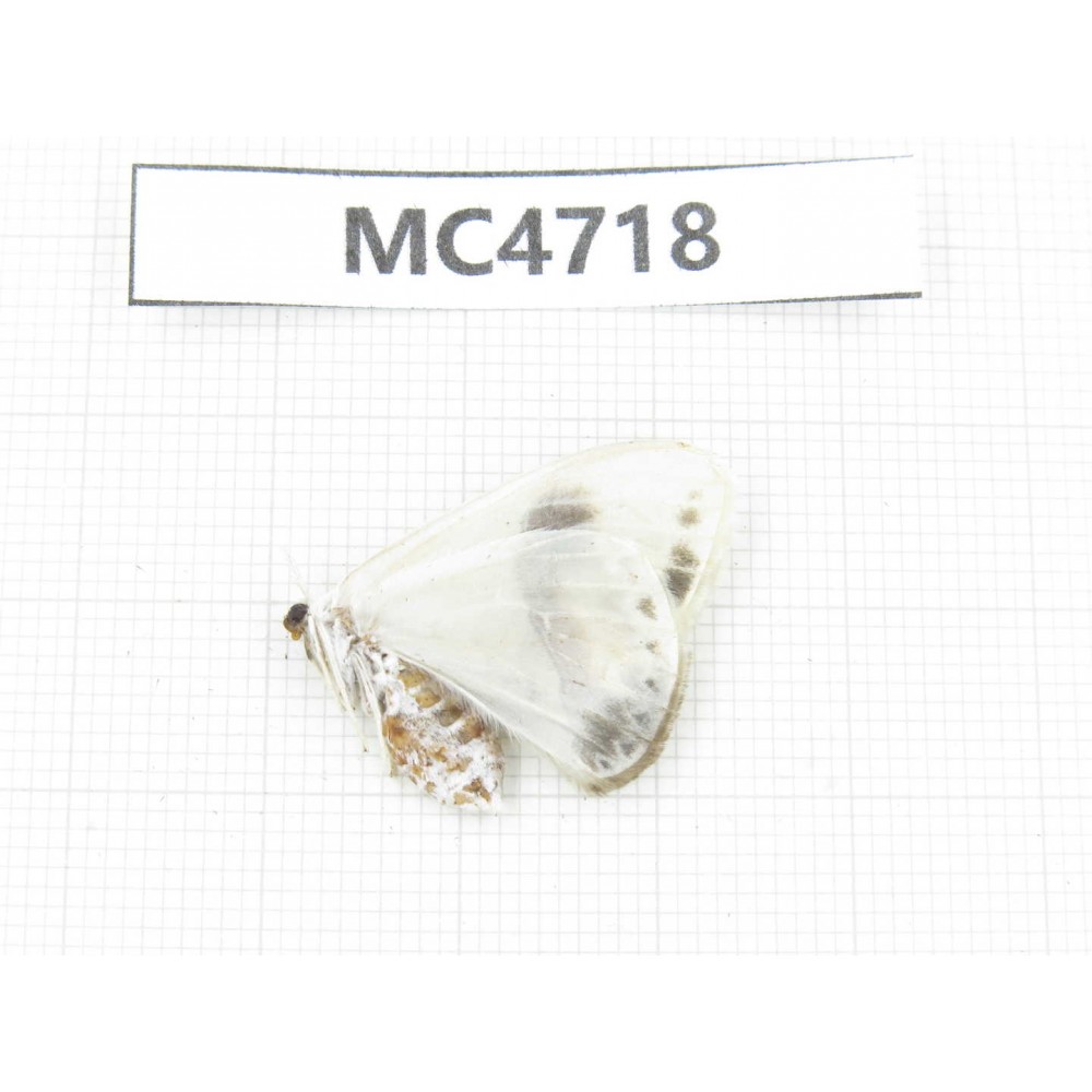 Moths sp. China,  SE of Guizhou, Mt.Leigongshan. 1Pcs. MC4718.