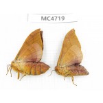Moths sp. China,  SE of Guizhou, Mt.Leigongshan. 2Pcs. MC4719.