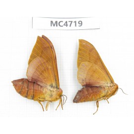 Moths sp. China,  SE of Guizhou, Mt.Leigongshan. 2Pcs. MC4719.