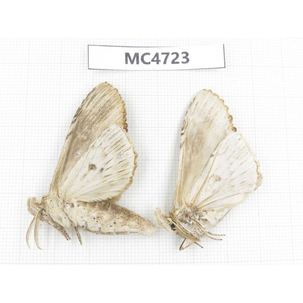 Moths sp. China,  SE of Guizhou, Mt.Leigongshan. 2Pcs. MC4723.