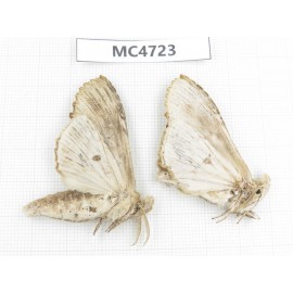 Moths sp. China,  SE of Guizhou, Mt.Leigongshan. 2Pcs. MC4723.