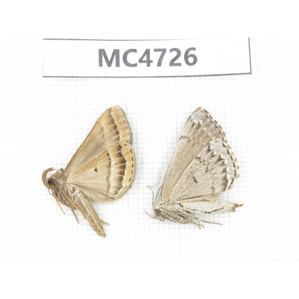 Moths sp. China,  SE of Guizhou, Mt.Leigongshan. 2Pcs. MC4726.