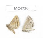 Moths sp. China,  SE of Guizhou, Mt.Leigongshan. 2Pcs. MC4726.
