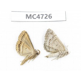 Moths sp. China,  SE of Guizhou, Mt.Leigongshan. 2Pcs. MC4726.