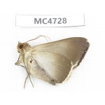 Noctuidae sp. China, SE of Guizhou, Mt.Leigongshan. 1Pcs. MC4728.
