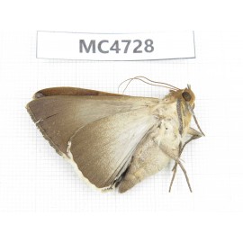 Noctuidae sp. China, SE of Guizhou, Mt.Leigongshan. 1Pcs. MC4728.