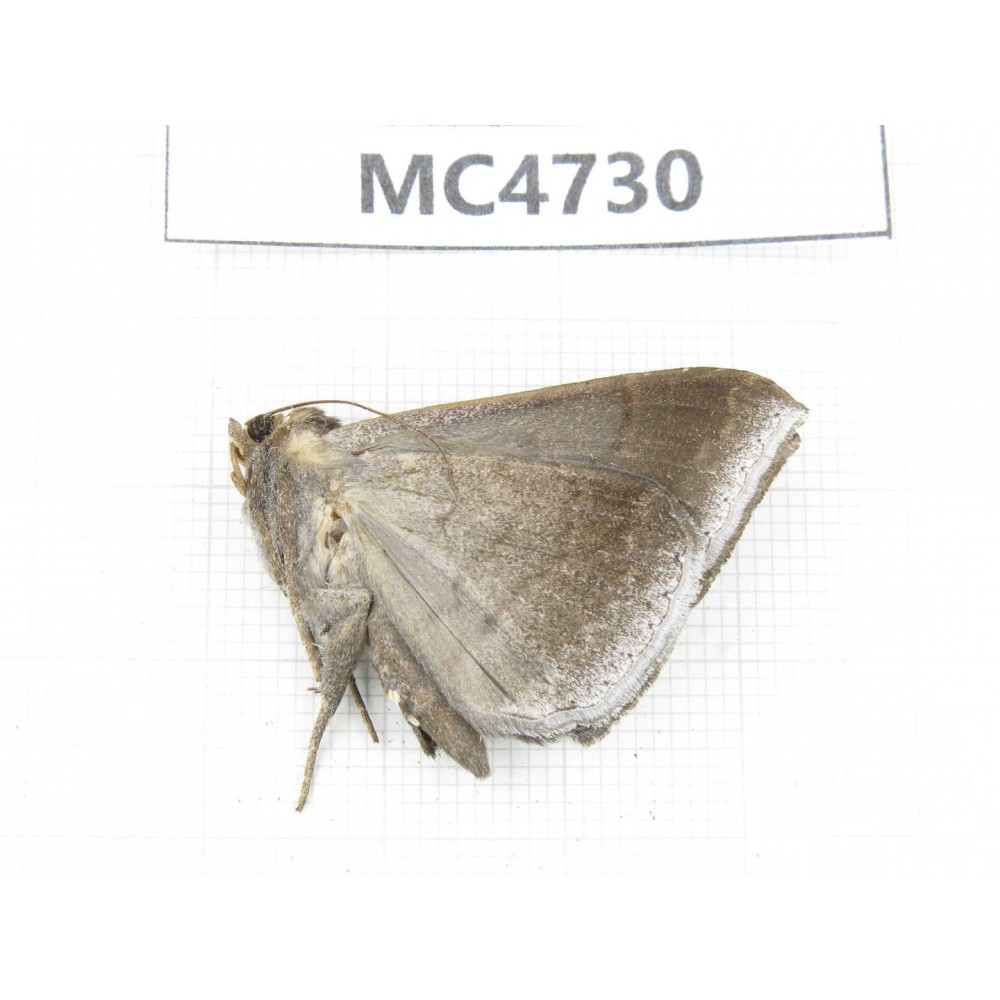 Noctuidae sp. China, SE of Guizhou, Mt.Leigongshan. 1Pcs. MC4730.