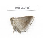 Noctuidae sp. China, SE of Guizhou, Mt.Leigongshan. 1Pcs. MC4730.