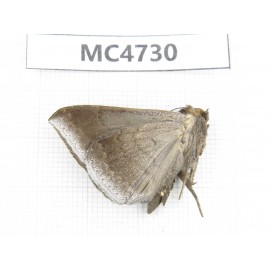 Noctuidae sp. China, SE of Guizhou, Mt.Leigongshan. 1Pcs. MC4730.