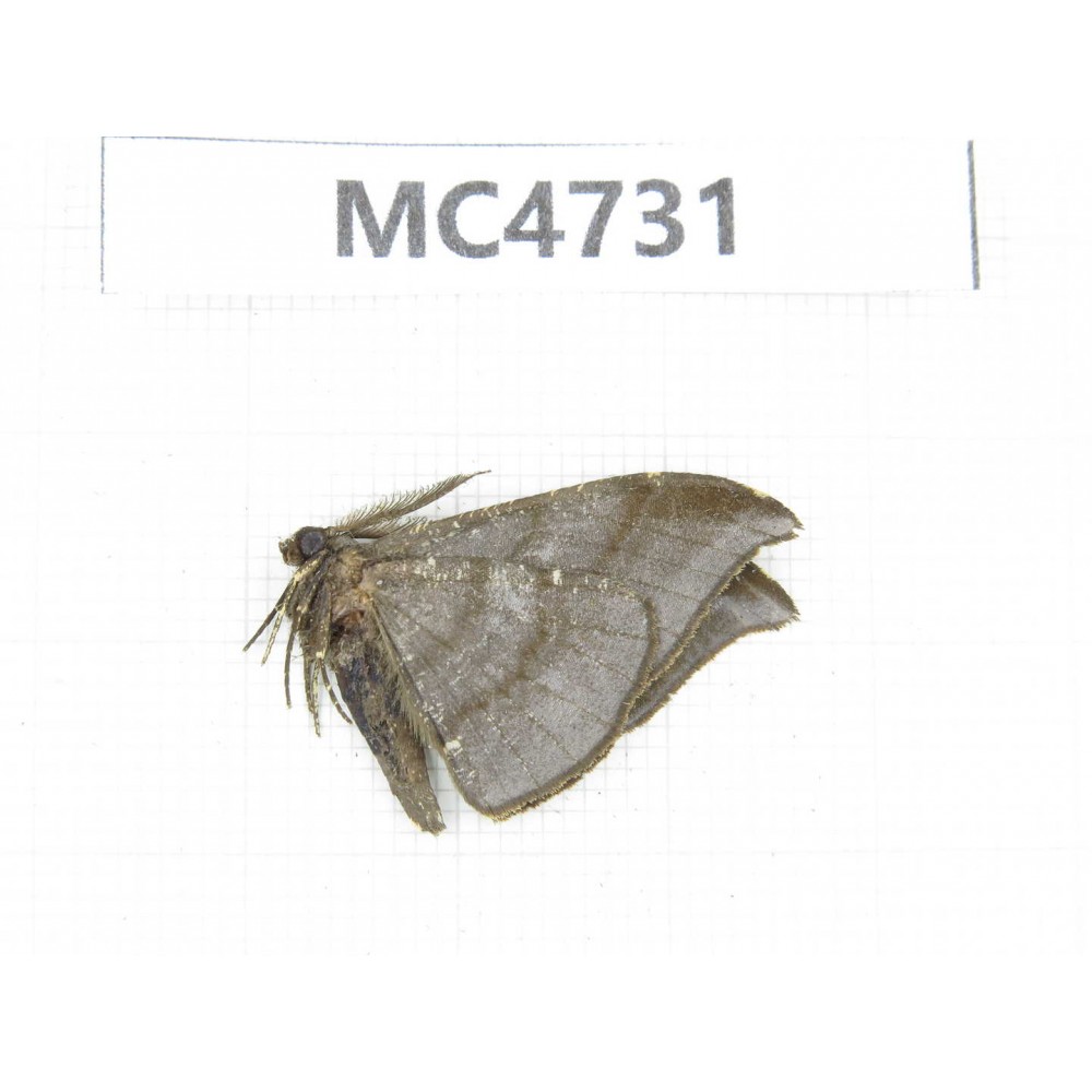Moths sp. China,  SE of Guizhou, Mt.Leigongshan. 1Pcs. MC4731.