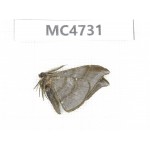 Moths sp. China,  SE of Guizhou, Mt.Leigongshan. 1Pcs. MC4731.