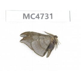 Moths sp. China,  SE of Guizhou, Mt.Leigongshan. 1Pcs. MC4731.