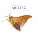 Moths sp. China,  SE of Guizhou, Mt.Leigongshan. 1Pcs. MC4732.