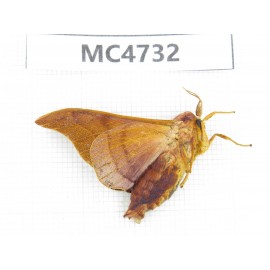 Moths sp. China,  SE of Guizhou, Mt.Leigongshan. 1Pcs. MC4732.