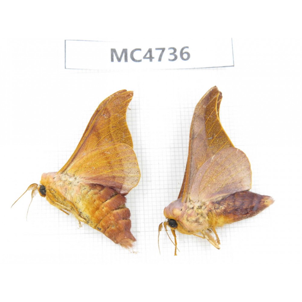 Moths sp. China,  SE of Guizhou, Mt.Leigongshan. 2Pcs. MC4736.