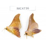 Moths sp. China,  SE of Guizhou, Mt.Leigongshan. 2Pcs. MC4736.