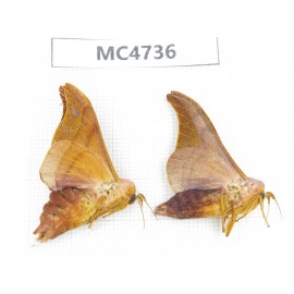 Moths sp. China,  SE of Guizhou, Mt.Leigongshan. 2Pcs. MC4736.