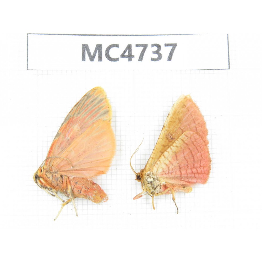 Arctiidae sp. China, SE of Guizhou, Mt.Leigongshan. 2Pcs. MC4737.