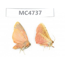 Arctiidae sp. China, SE of Guizhou, Mt.Leigongshan. 2Pcs. MC4737.
