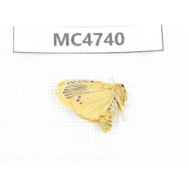 Moths sp. China,  SE of Guizhou, Mt.Leigongshan. 1Pcs. MC4740.