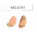 Arctiidae sp. China, SE of Guizhou, Mt.Leigongshan. 2Pcs. MC4741.