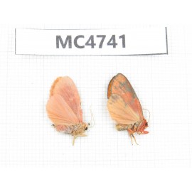 Arctiidae sp. China, SE of Guizhou, Mt.Leigongshan. 2Pcs. MC4741.