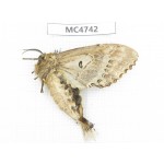 Moths sp. China,  SE of Guizhou, Mt.Leigongshan. 1Pcs. MC4742.