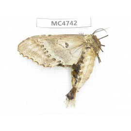 Moths sp. China,  SE of Guizhou, Mt.Leigongshan. 1Pcs. MC4742.