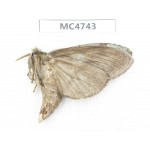 Moths sp. China,  SE of Guizhou, Mt.Leigongshan. 1Pcs. MC4743.