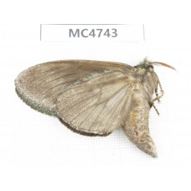 Moths sp. China,  SE of Guizhou, Mt.Leigongshan. 1Pcs. MC4743.