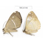 Noctuidae sp. China, SE of Guizhou, Mt.Leigongshan. 2Pcs. MC4746.