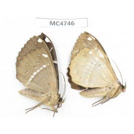 Noctuidae sp. China, SE of Guizhou, Mt.Leigongshan. 2Pcs. MC4746.