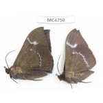 Noctuidae sp. China, SE of Guizhou, Mt.Leigongshan. 2Pcs. MC4750.