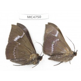 Noctuidae sp. China, SE of Guizhou, Mt.Leigongshan. 2Pcs. MC4750.