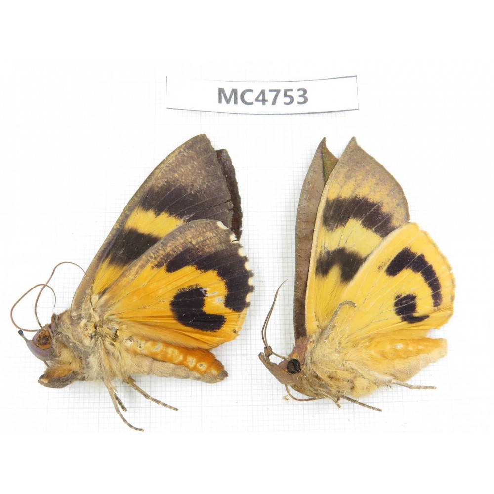 Noctuidae sp. China, SE of Guizhou, Mt.Leigongshan. 2Pcs. MC4753.